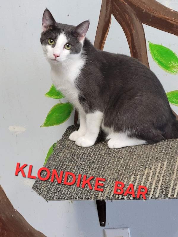 Photo of Klondike Bar #image