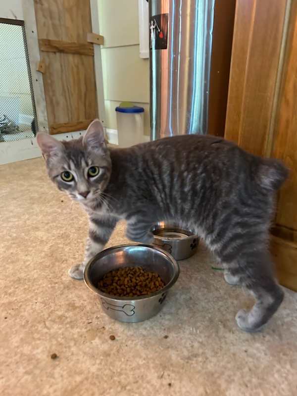Photo of Pickle #image