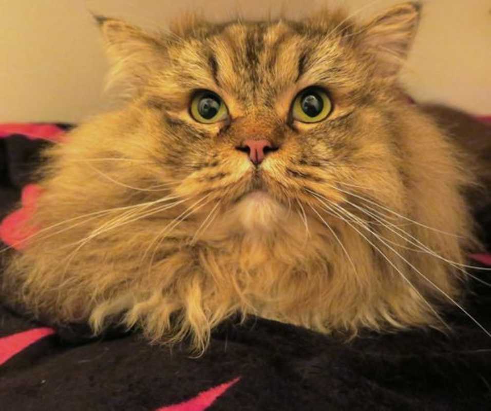 Photo of Tricki Woo #image