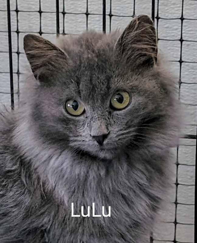 Photo of LuLu #image