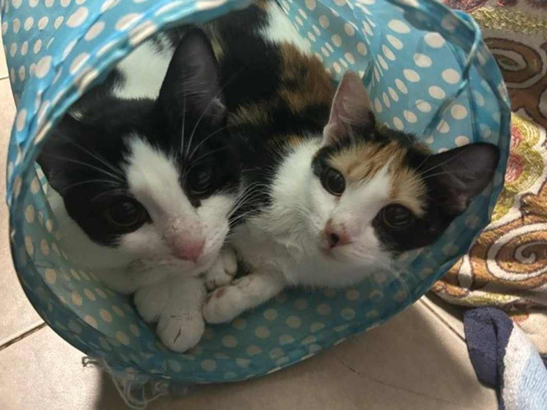 Photo of Coco and Zizi #image