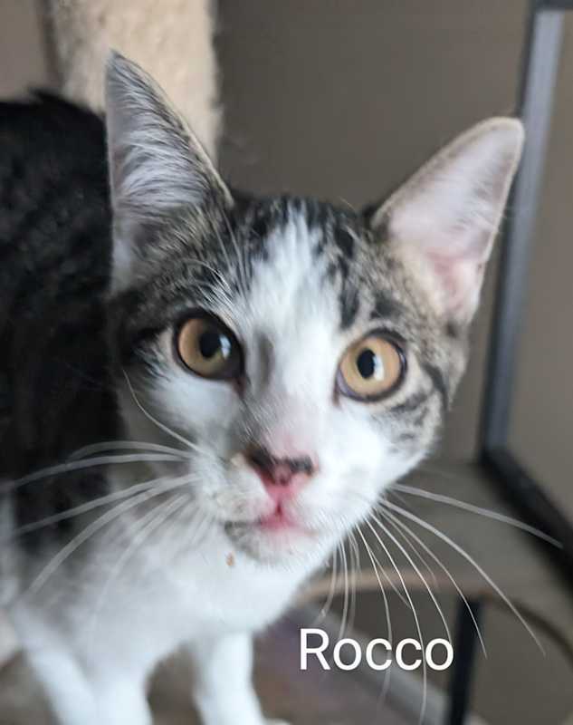 Photo of Rocco #image