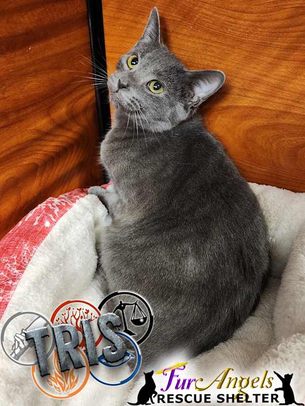 Photo of Tris #image