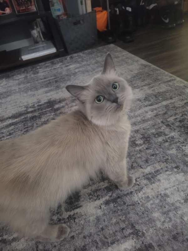 Photo of Circi #image
