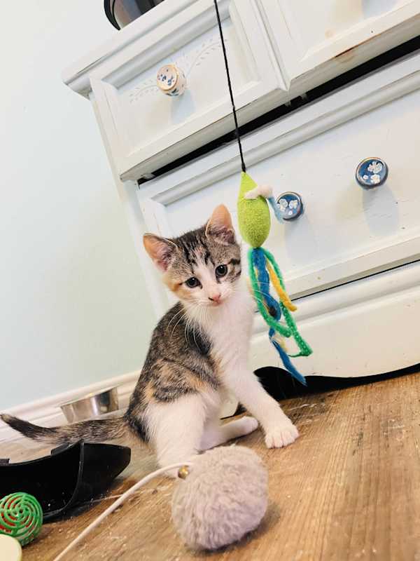 Photo of Cleo #image