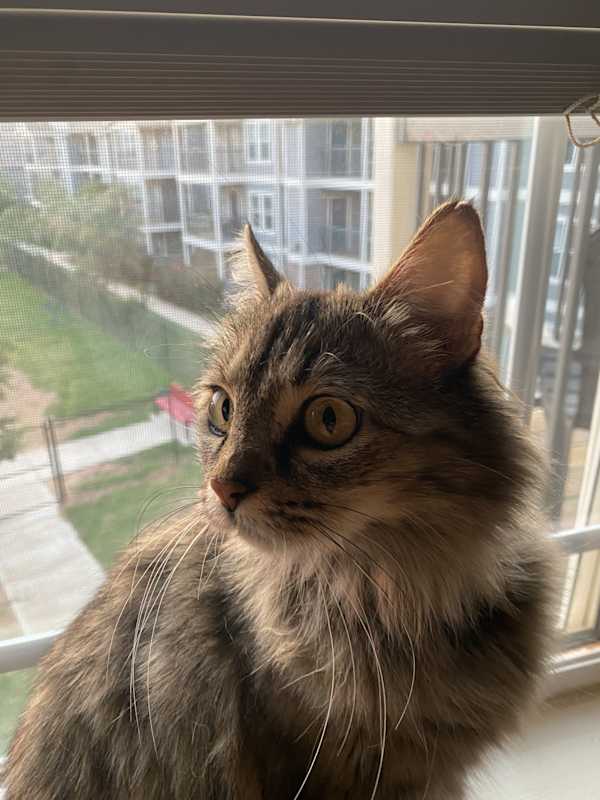 Photo of Luna #image