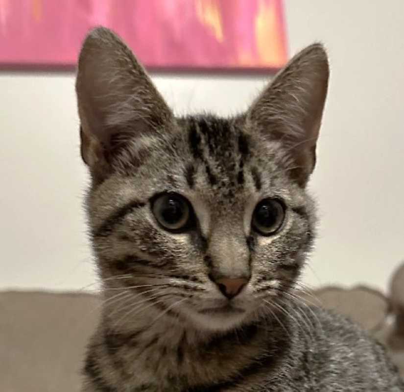 Photo of Mazie #image