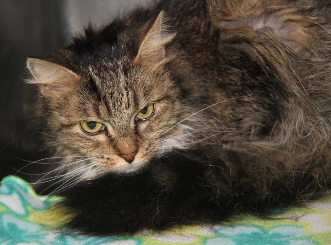 Photo of Sophie Mae (Photos 1/4/2025) #image