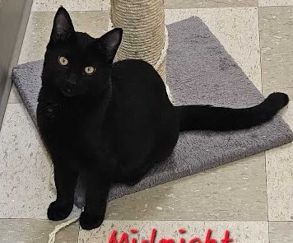 Photo of Midnight #image