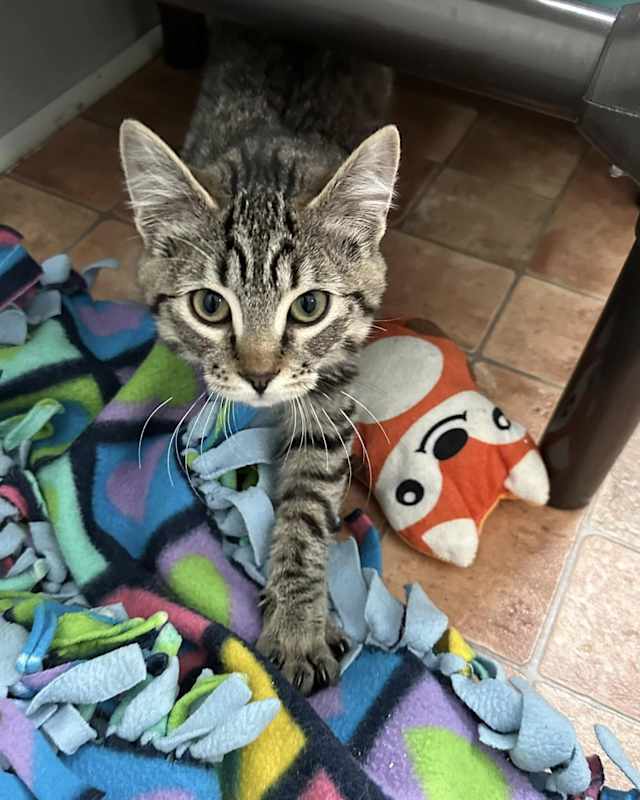Photo of Tippy #image