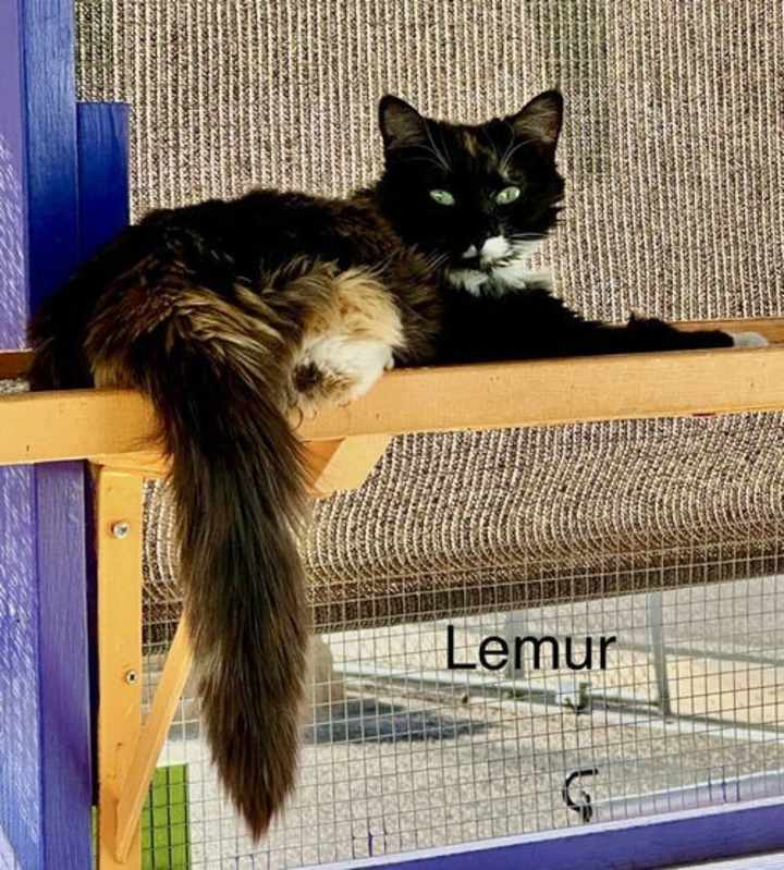 Photo of Lemur #image