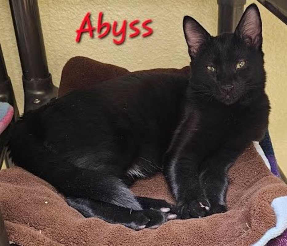 Photo of Abyss #image