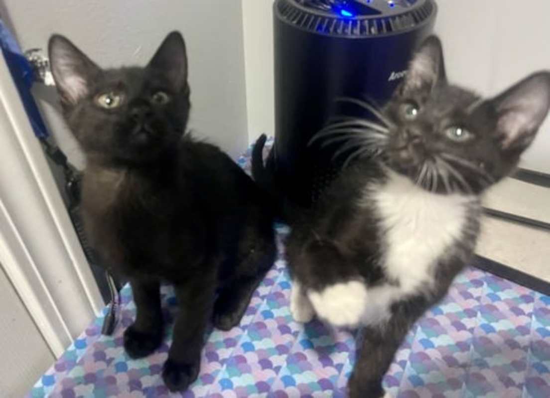 Photo of Rocket and Void #image