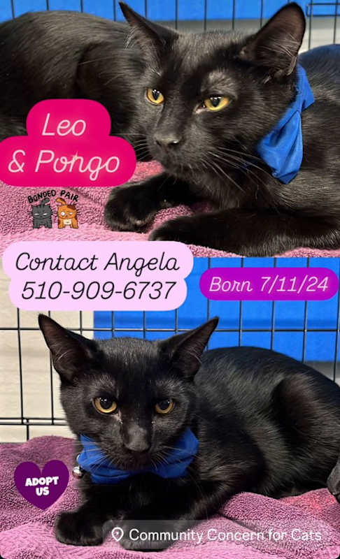 Photo of Leo and Pongo #image