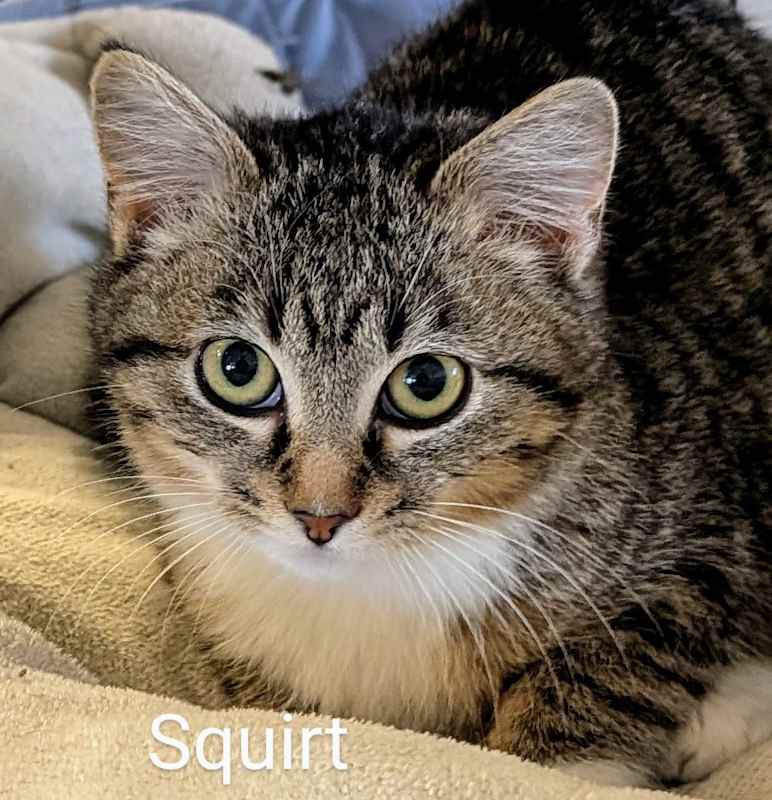 Photo of Squirt #image