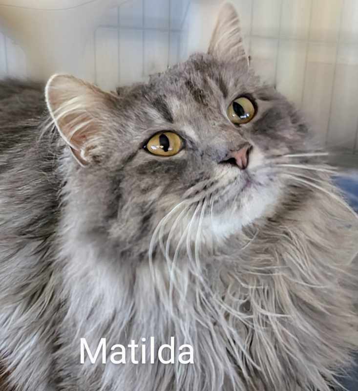 Photo of Matilda #image