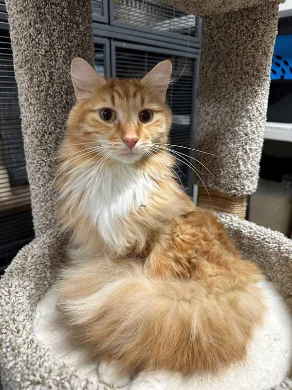 Photo of Pumpkin #image
