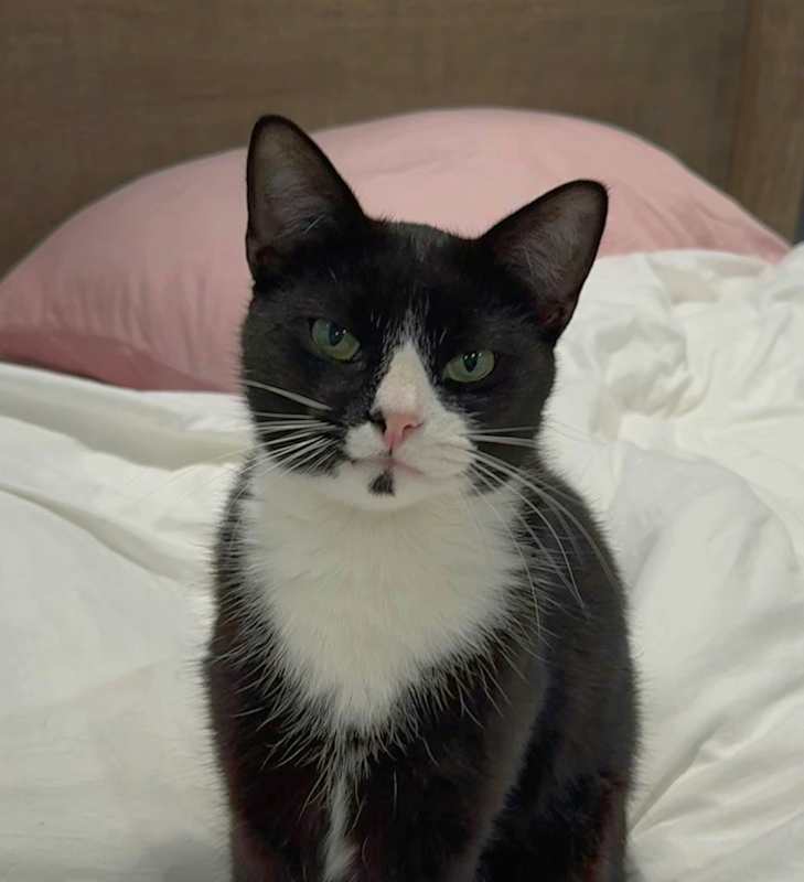 Photo of Binx #image