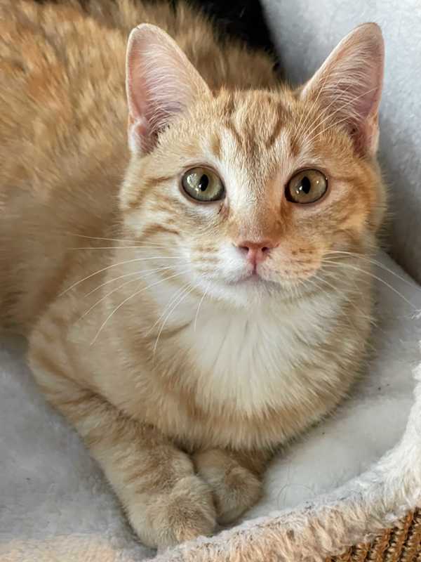 Photo of Cheeto #image