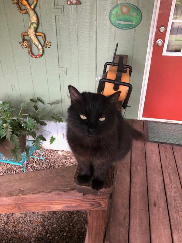 Photo of Black Kitty #image