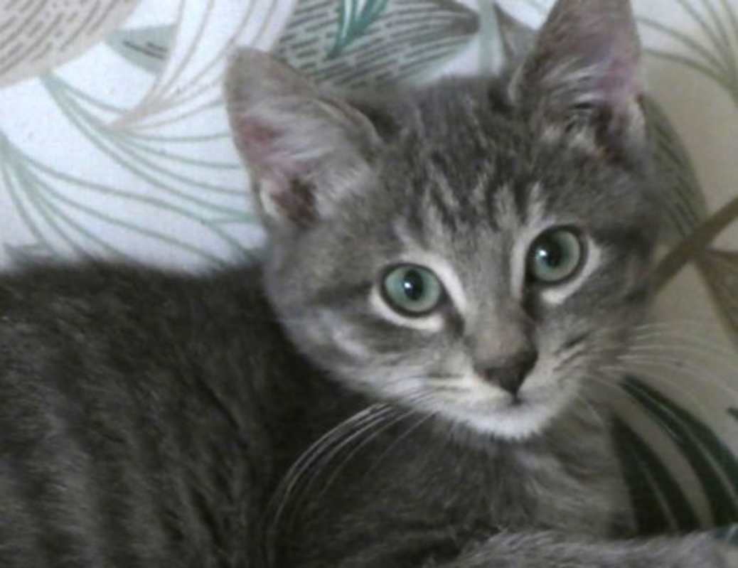 Photo of Rollo #image