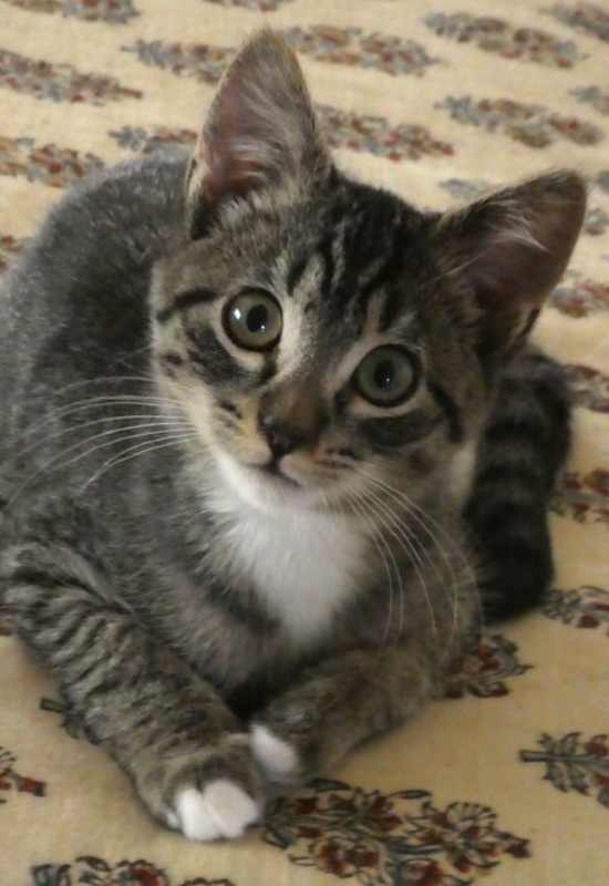 Photo of Mister Jay #image