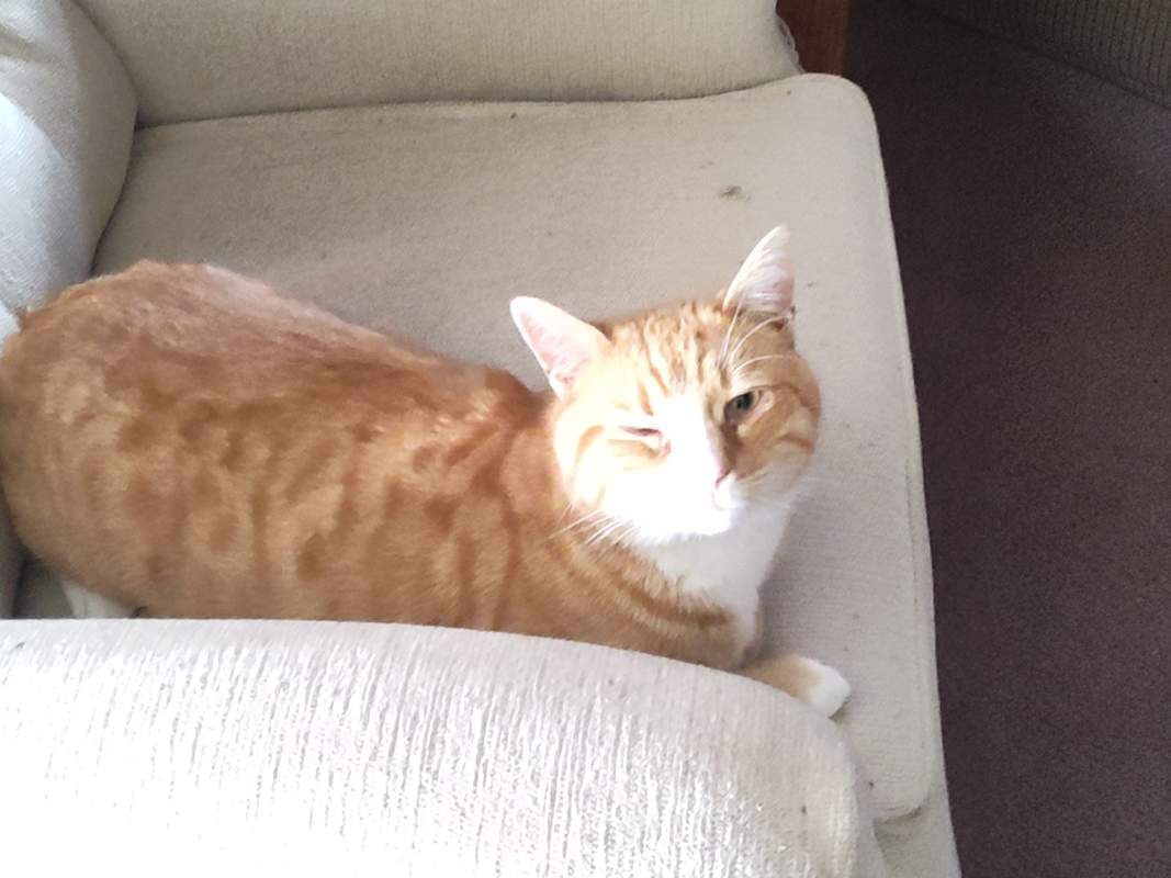 Photo of cheddar #image