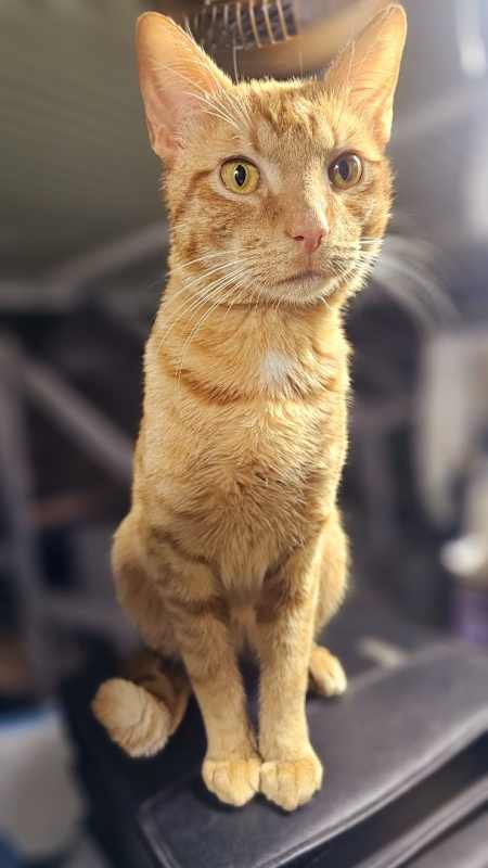 Photo of Chester #image