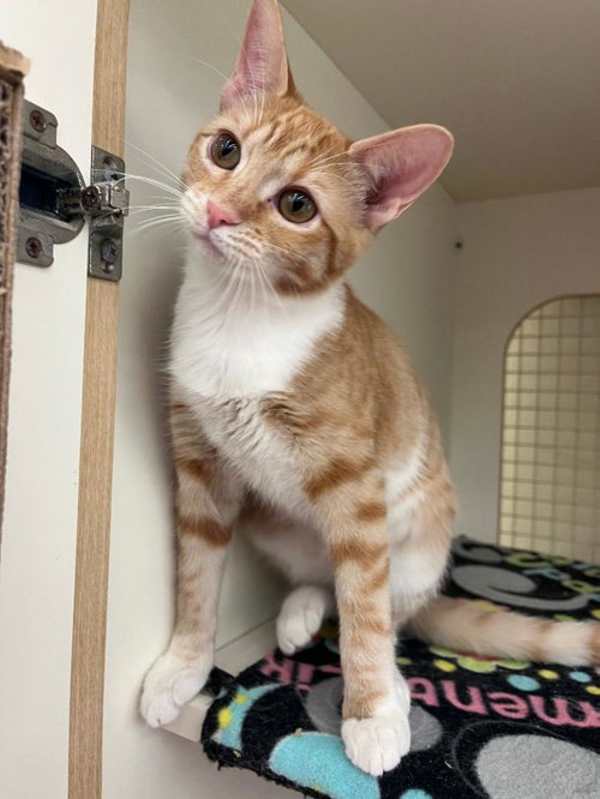 Photo of Binkie #image