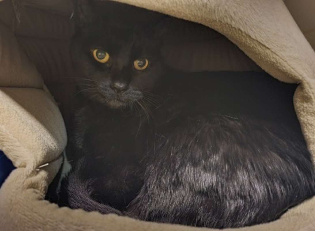 Photo of Jellybean #image