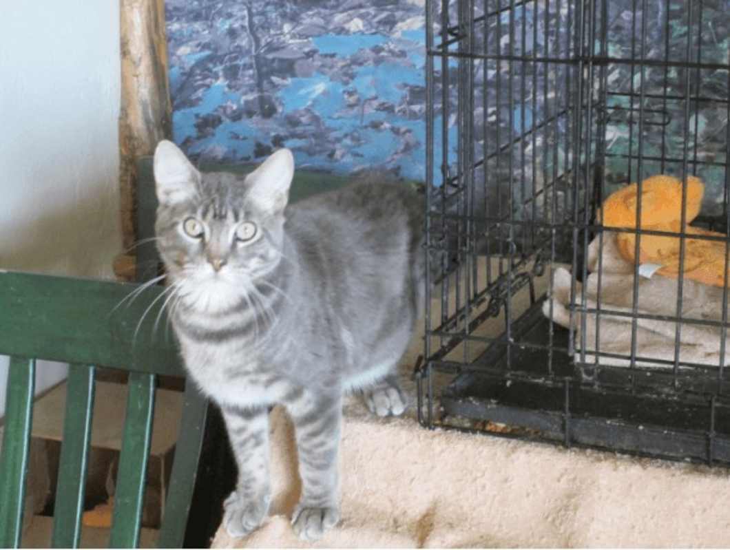Photo of Tuffy #image