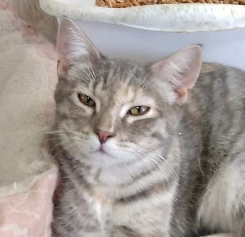 Photo of Spangle #image