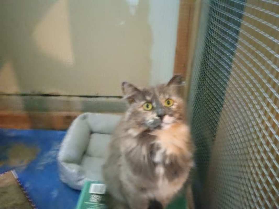 Photo of Misty #image