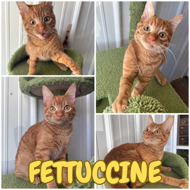 Photo of Fettuccine - Special Needs #image
