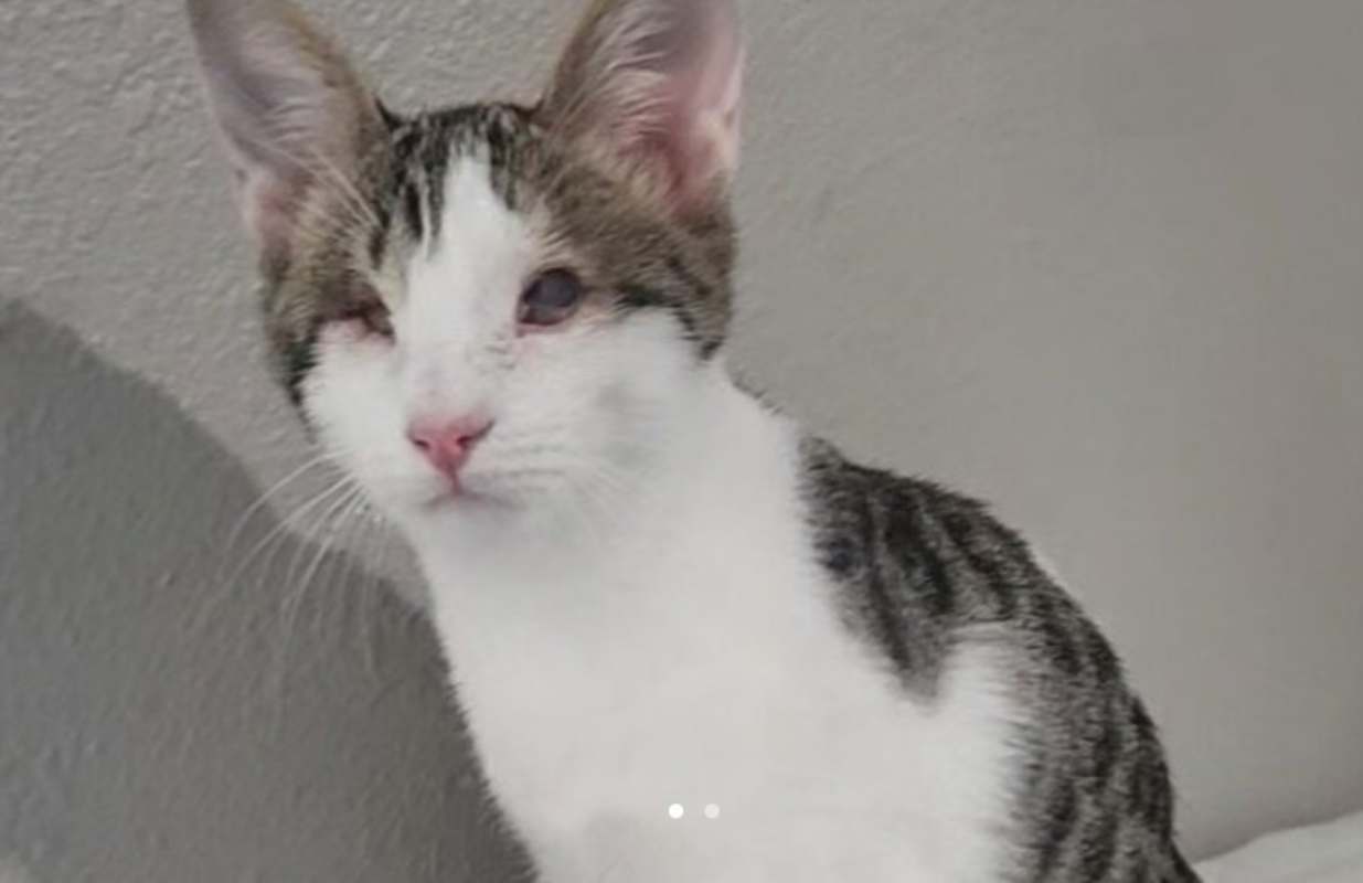 Photo of Sunny Delight #image