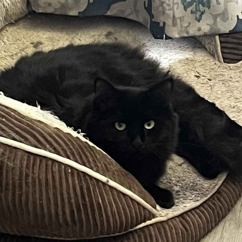 Photo of Luthien #image