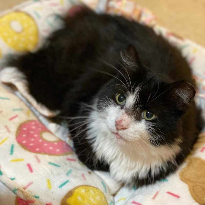 Photo of Meow #image