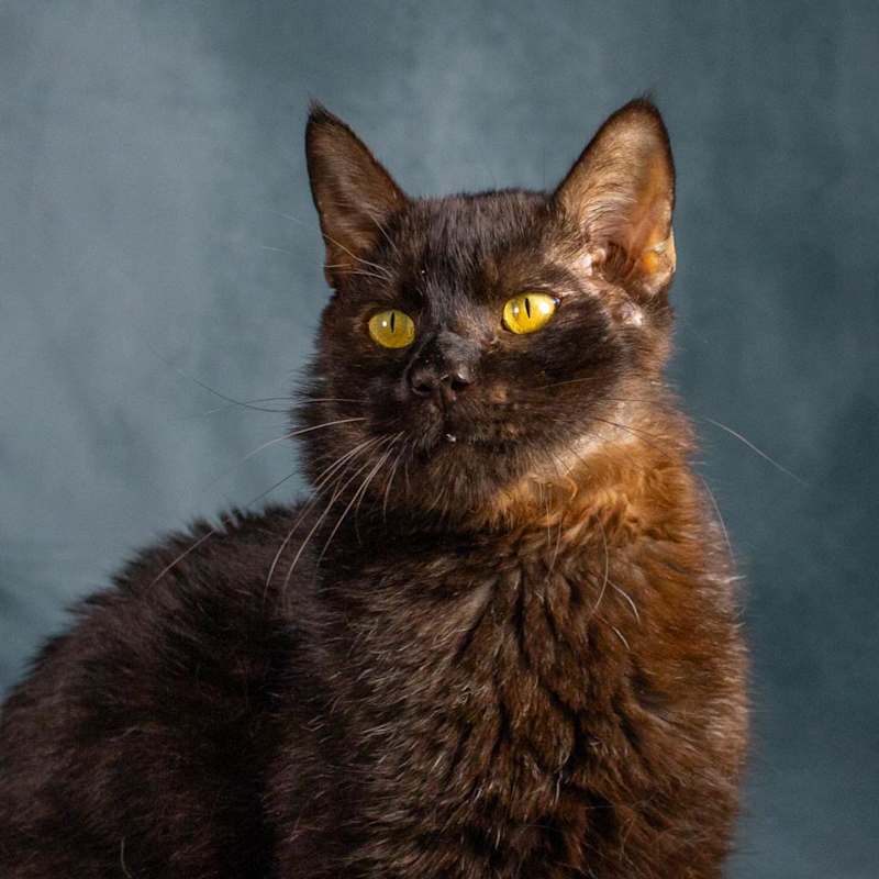 Photo of Salem II #image