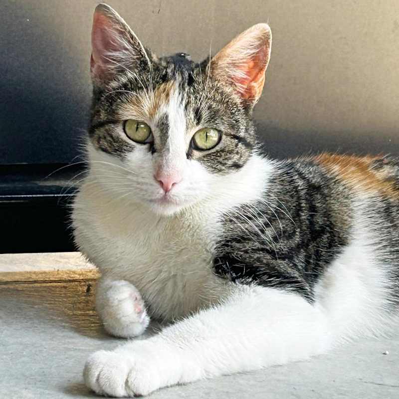 Photo of Hazel #image