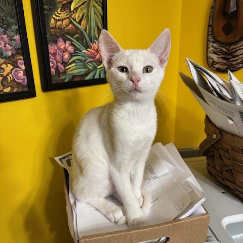 Photo of McDougal (M) #image
