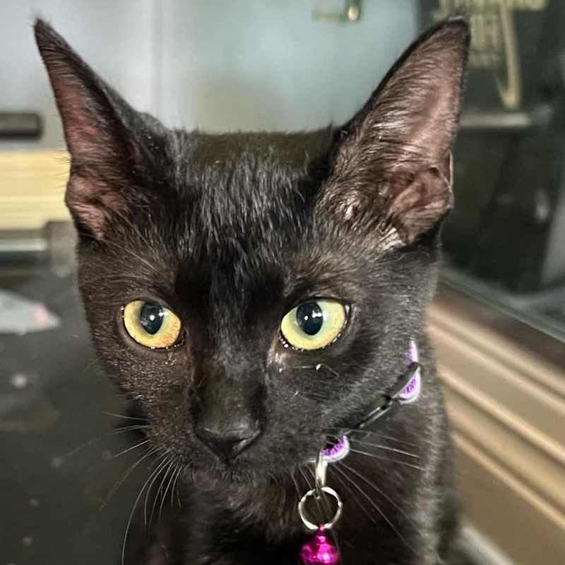 Photo of Onyx #image