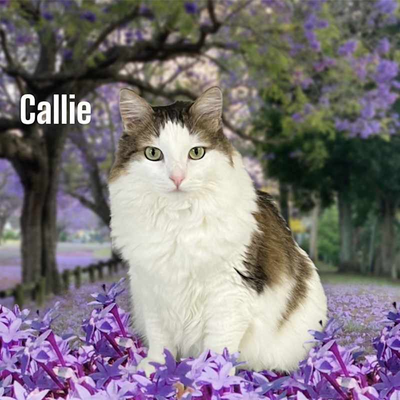 Photo of Callie #image