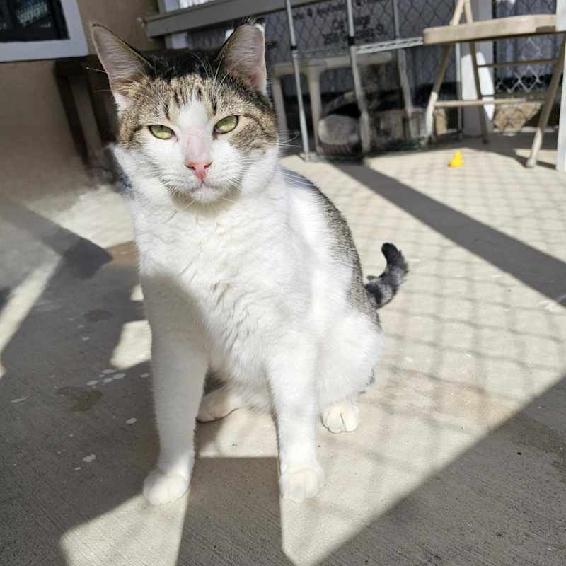 Photo of Simon - Working Cat #image