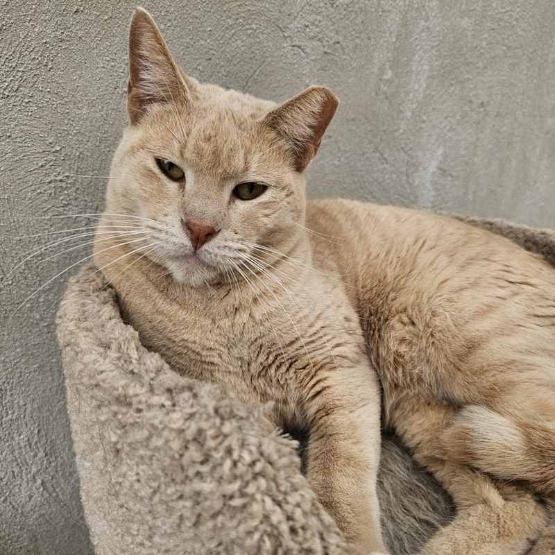 Photo of Blaze - Working Cat #image