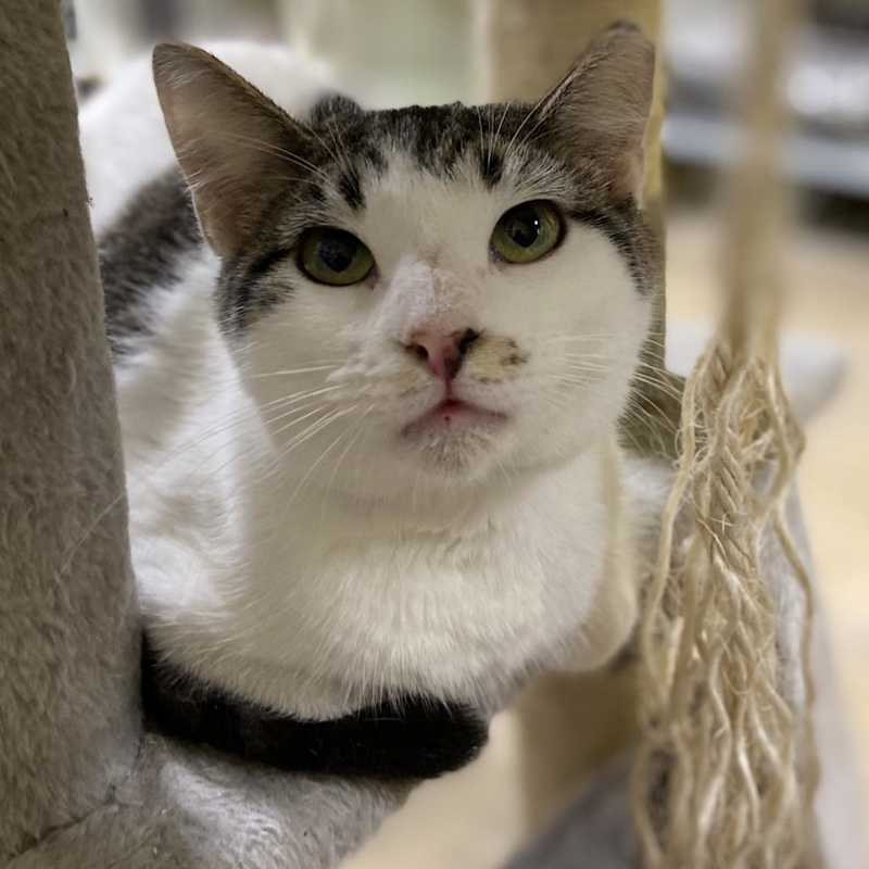 Photo of Alvin- Working Cat #image