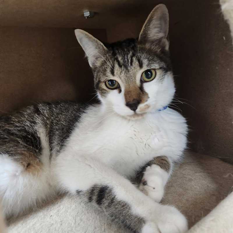 Photo of Bagel-Working Cat #image