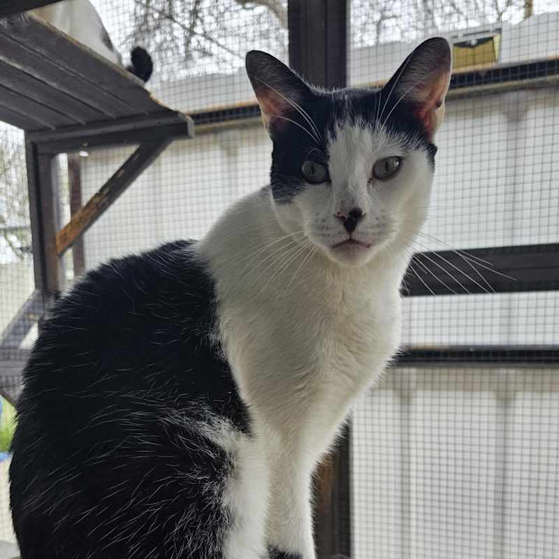 Photo of Gregory - Working Cat #image