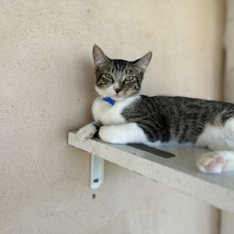 Photo of Ray- Working Cat #image