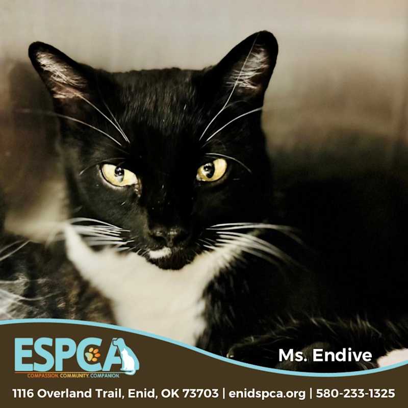 Photo of Ms. Endive #image