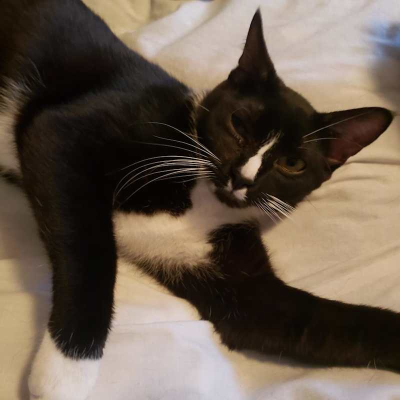 Photo of Linus #image